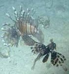 pic for Lion Fish